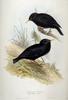 Spotless Starling (Sturnus unicolor) - Wiki