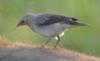 Wattled Starling (Creatophora cinerea) - Wiki
