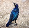 Red-shouldered Glossy-starling (Lamprotornis nitens) - Wiki