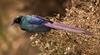 Glossy-starling (Family: Sturnidae, Genus: Lamprotornis) - Wiki