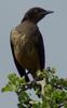 Hildebrandt's Starling (Lamprotornis hildebrandti) - Wiki