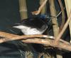 Violet-backed Starling (Cinnyricinclus leucogaster) - Wiki