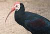 Southern Bald Ibis (Geronticus calvus) - Wiki
