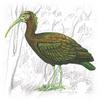Green Ibis (Mesembrinibis cayennensis) - Wiki