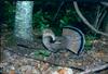 Ruffed Grouse (Bonasa umbellus) - Wiki