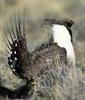 Greater Sage Grouse (Centrocercus urophasianus) - Wiki