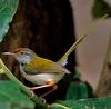 Common Tailorbird (Orthotomus sutorius) - Wiki