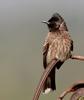 Red-vented Bulbul (Pycnonotus cafer) - Wiki