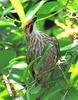 Straw-headed Bulbul (Pycnonotus zeylanicus) - Wiki