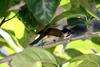 Taiwan Bulbul (Pycnonotus taivanus) - Wiki