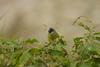 Collared Finchbill (Spizixos semitorques) - Wiki