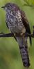 Common Hawk-cuckoo (Cuculus varius) - Wiki