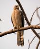 Shikra Hawk (Accipiter badius) - Wiki