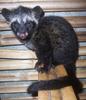 Asian Palm Civet (Paradoxurus hermaphroditus) - Wiki