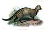 Civet (Family: Viverridae) - Wiki