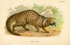 African Civet (Civetticus civetta) - Wiki