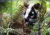 Masked Palm Civet (Paguma larvata) - Wiki
