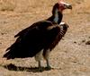 Old World Vulture (Family: Accipitridae, Subfamily: Aegypiinae) - Wiki