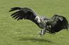 Eurasian Griffon Vulture (Gyps fulvus) - Wiki
