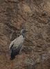 Long-billed Vulture (Gyps indicus) - Wiki