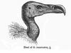 Slender-billed Vulture (Gyps tenuirostris) - Wiki