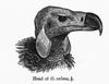 Red-headed Vulture (Sarcogyps calvus) - Wiki