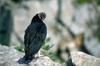 New World Vulture (Family: Cathartidae) - Wiki