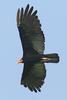 Greater Yellow-headed Vulture (Cathartes melambrotus) - Wiki