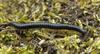 White-legged Snake Millipede (Tachypodoiulus niger) - Wiki