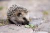 Hedgehog (Subfamily: Erinaceinae) - Wiki
