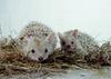 Long-eared Hedgehog (Hemiechinus auritus) - Wiki