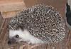 African Pygmy Hedgehog, Four-toed Hedgehog (Atelerix albiventris) - Wiki