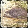 Algerian Hedgehog (Atelerix algirus) - Wiki
