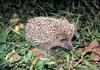 Amur Hedgehog (Erinaceus amurensis) - Wiki