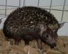 Indian Long-eared Hedgehog (Hemiechinus collaris) - Wiki