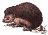 Daurian Hedgehog (Mesechinus dauuricus) - Wiki