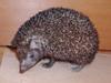 Indian Hedgehog (Paraechinus micropus) - Wiki