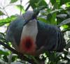 Pigeon, Dove (Family: Columbidae) - Wiki