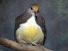 Cinnamon Ground-dove, Golden-heart Pigeon (Gallicolumba rufigula) - Wiki