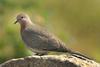 Laughing Dove, Senegal Dove (Streptopelia senegalensis) - Wiki