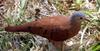 Ruddy Ground Dove (Columbina talpacoti) - Wiki