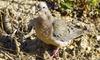 Eared Dove (Zenaida auriculata) - Wiki