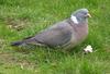 Typical Pigeons (Family: Columbidae, Genus: Columba) - Wiki