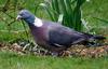 Common Wood Pigeon (Columba palumbus) - Wiki