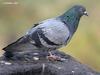 Rock Pigeon (Columba livia) - Wiki