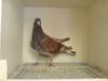 Domestic Pigeon (Columba livia domestica) - Wiki