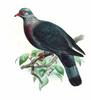 Trocaz Pigeon (Columba trocaz) - Wiki