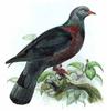 Bolle's Pigeon (Columba bollii) - Wiki