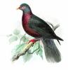 Laurel Pigeon (Columba junoniae) - Wiki