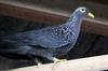 African Olive-pigeon (Columba arquatrix) - Wiki
